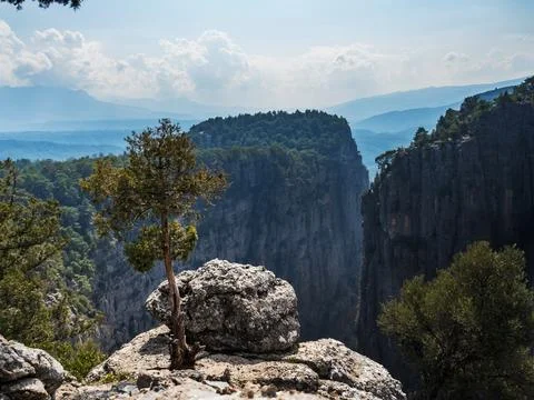 A small pine tree grows on the top of a mountain Foto stock