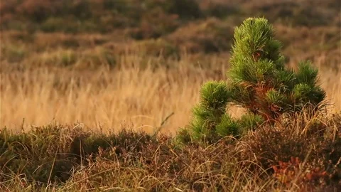 Small pine tree in heathland in denmark / romo Video stock 70902293