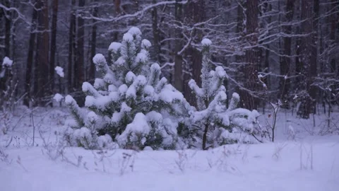 A small pine tree is heavily covered with snow in a winter forest during a snowf Stock Footage 326069547