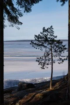Small pine tree at lake shore Stock Photos