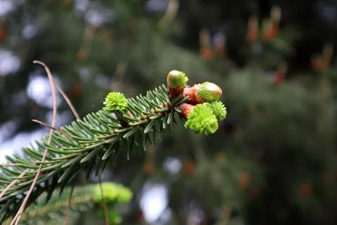 Small pine tree leaves in spring Stock Photos