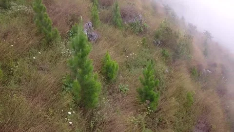 Small pine tree with misty background drone rotating shot Stock Footage 134576766