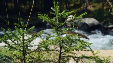Small pine tree on mountain stream bank in sunlight. Stock Footage 221989795