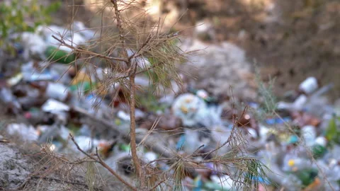 Small Pine Tree Near Garbage Dump Stock Footage 293261826