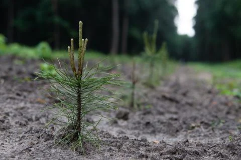 A small pine tree with new branches on the tree nursery. Reforestation concept Stock Photos