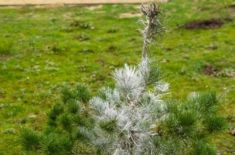 Small pine tree painted in white paint. Stock Photos