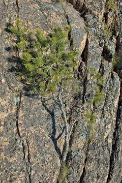 Small pine tree. Stock Photos