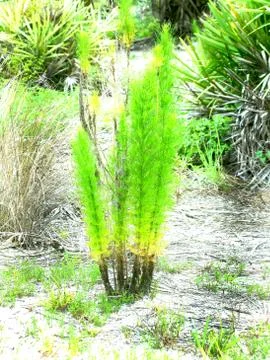 Small Pine Tree in a Public Park Stock Photos