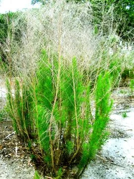 Small Pine Tree in a Public Park Stock Photos