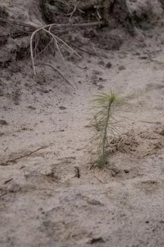 Small pine tree seedling growing alone in dry sandy soil symbolizing refore.. Stock Photos