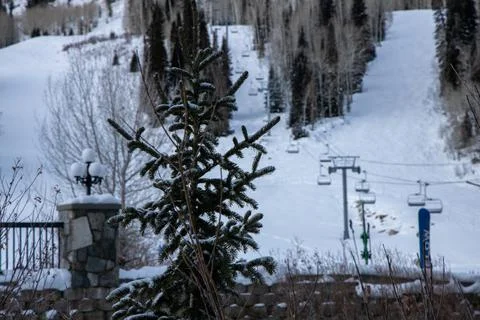 Small pine tree at ski resort Foto stock