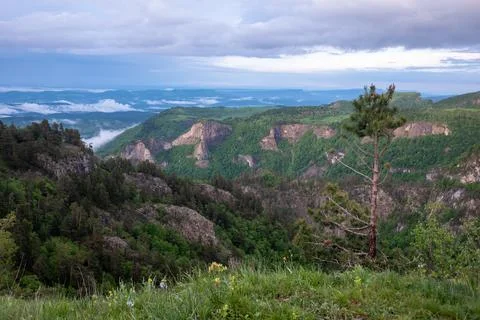 A small pine tree on the slope against the background of mountain expanses Stock Photos