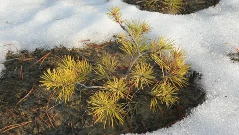 Small pine tree in a snow Video stock 10868224