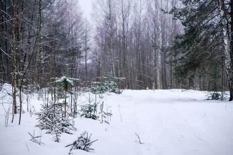 Small pine tree in the snow Stock Photos