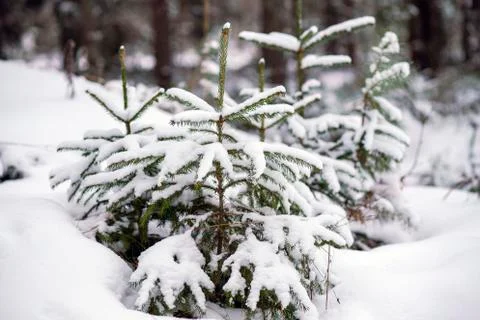 Small pine tree in the snow Stock Photos