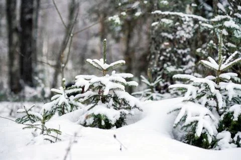 Small pine tree in the snow Stock Photos