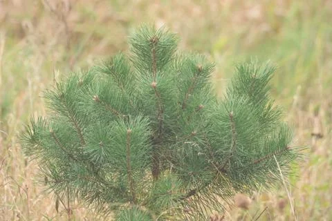 A small pine tree with soft bokeh Stock-Fotos