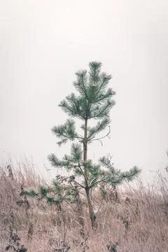 Small pine tree standing alone in frozen grass Stock Photos