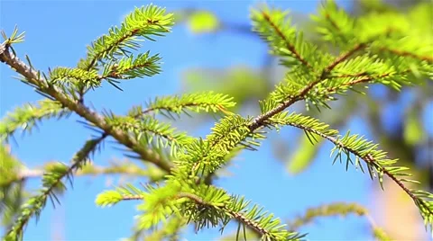 Small Pine Tree at the Summer. HD 스톡 동영상 59044301