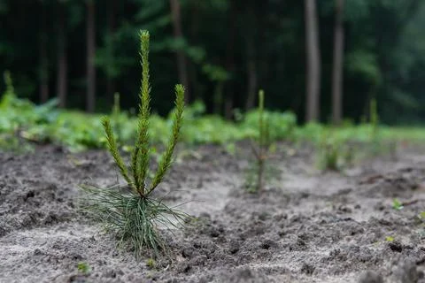 Small pine tree on the tree nursery. Coniferous trees in forest Stock Photos