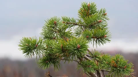 A small pine tree in the tundra shakes from a strong breeze. Stock Footage 291385522