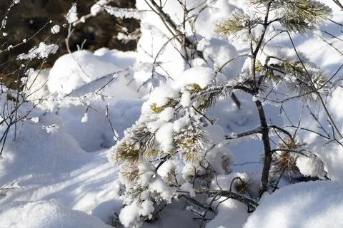 A small pine tree under the fluffy snow Stock Photos