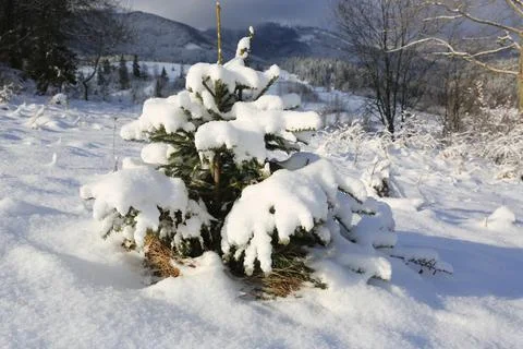 Small pine tree under snow on meadow Stock Photos