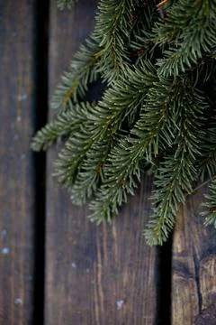Small pine tree on a wooden table Stock-Fotos