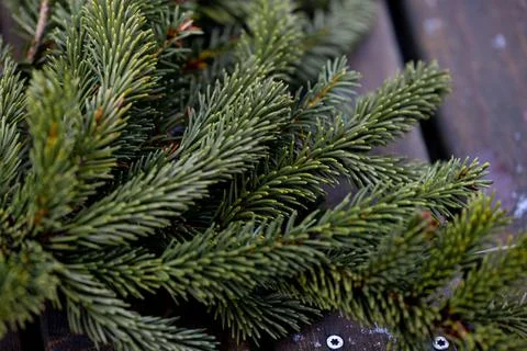 Small pine tree on a wooden table Foto stock