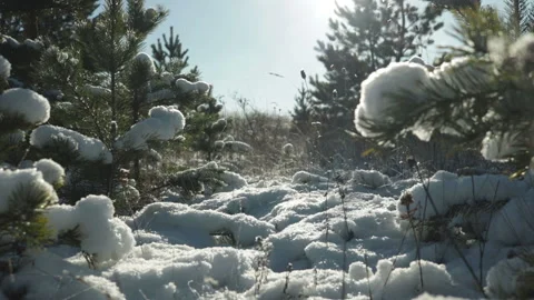 Small pine trees and dry plants with snow  close up winter morning Vidéo 116617174