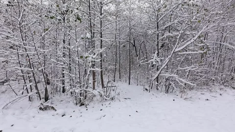 Small pine trees are heavily laden with fresh white snow.  Video stock 321834061