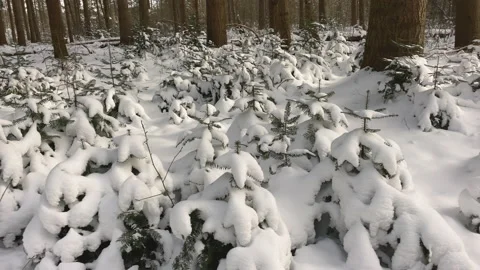 Small pine trees covered with snow Stock Footage 217758968