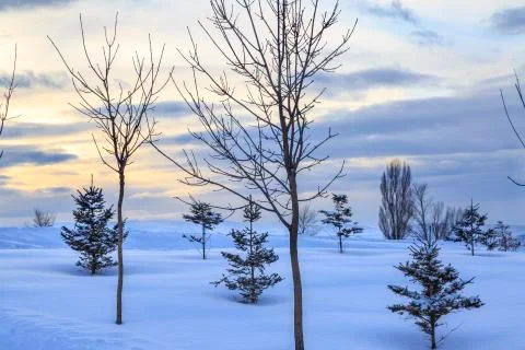 Small pine trees covered with snow during sunset Stock Photos
