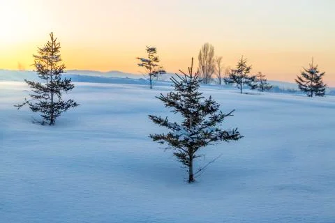 Small pine trees covered with snow during sunset Stock Photos