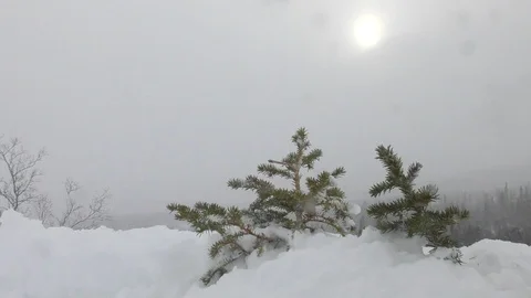 Small pine trees grow under grey cloudy sky and pale sun Video stock 112533735