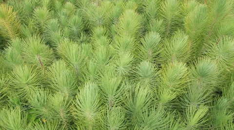 Small pine trees growing Video stock 30034834