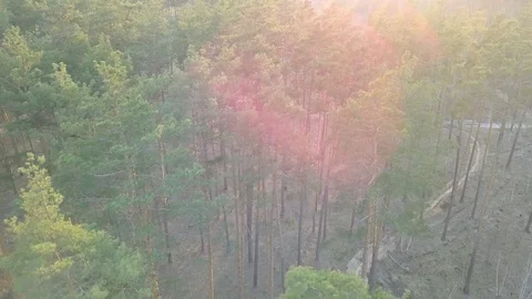 Small Pine Trees in a Large Forest in City. Kyiv, Ukraine. DJI Mavic Pro 4k. Stock Footage 128111911
