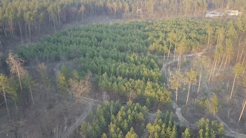 Small Pine Trees in a Large Forest in City. Kyiv, Ukraine. DJI Mavic Pro 4k. Stock Footage 128112018