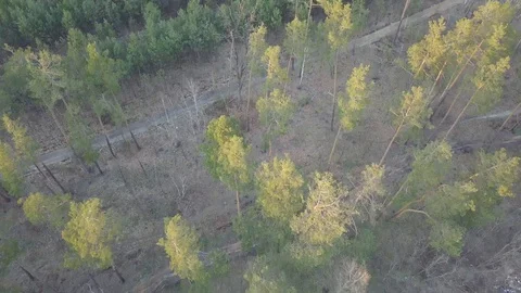 Small Pine Trees in a Large Forest in City. Kyiv, Ukraine. DJI Mavic Pro 4k. Stock Footage 128112138