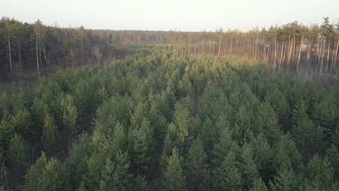 Small Pine Trees in a Large Forest in City. Kyiv, Ukraine. DJI Mavic Pro 4k. Stock-Footage 128112234