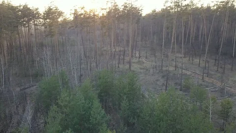 Small Pine Trees in a Large Forest in City. Kyiv, Ukraine. DJI Mavic Pro 4k. Stock Footage 128112307