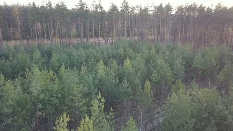 Small Pine Trees in a Large Forest in City. Kyiv, Ukraine. DJI Mavic Pro 4k. Stock Footage 128112382