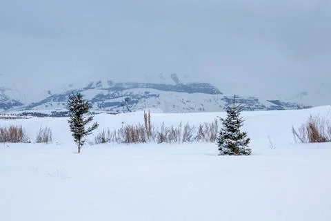 Small pine trees with palandoken mountain background in mist Foto stock