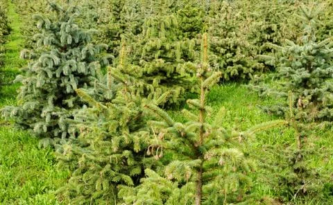 Small pine trees Stock Photos