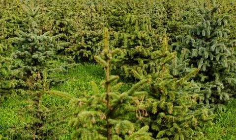 Small pine trees Stock Photos