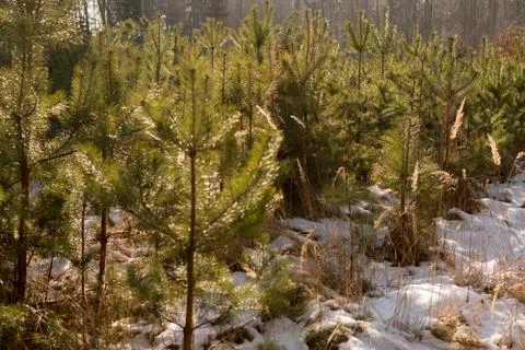 Small pine trees Foto stock