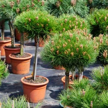 Small pine trees in plastic pots on tree nursery farm. Stock Photos