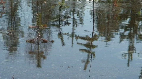 Small pine trees in spring Stock Footage 778689