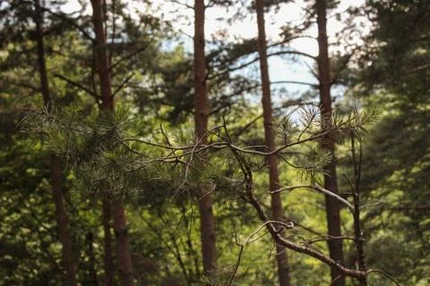 Small Pine Twig in the Forest Foto stock