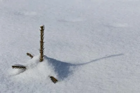 A small pine in winter Stock Photos
